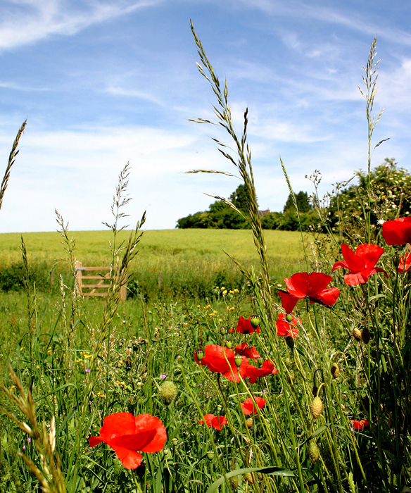 Little Meadow